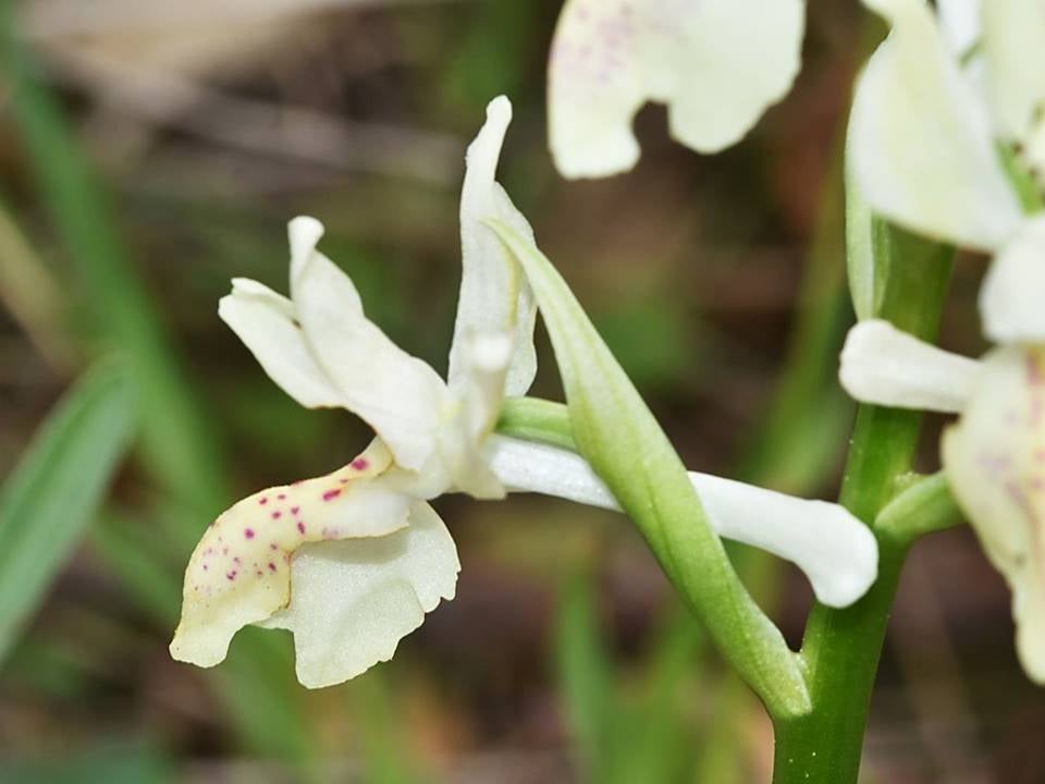 Randonnée découverte des orchidées sauvages du var à La Crau - 1